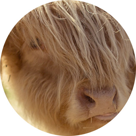 Animal photograph