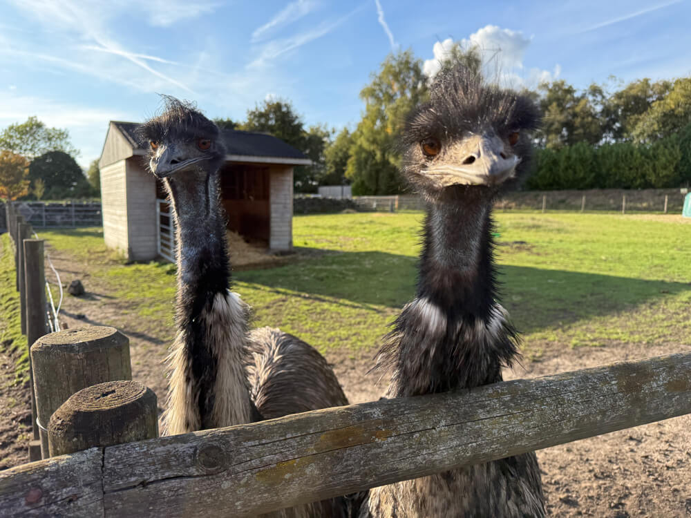 Bernard and Beatrice the Emus