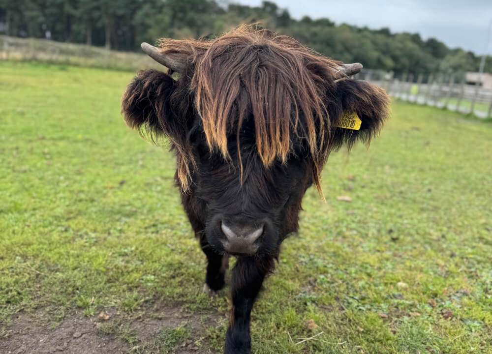 Bonnie the Highland