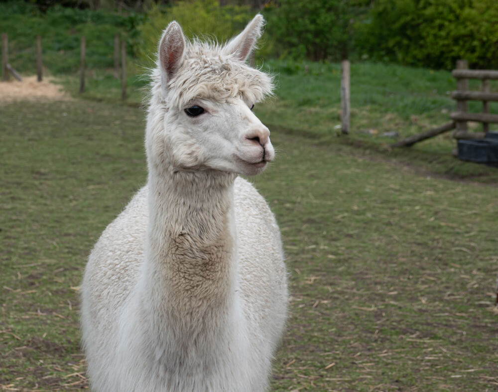 Julio the Alpaca
