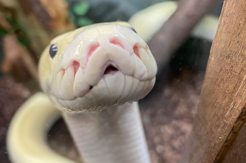 Mickey the Burmese Python