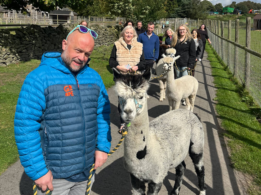 Alpaca Walk