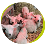 lambs