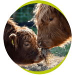 Meet the Highlands